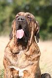 FILA BRASILEIRO 230